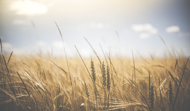 Field of wheat